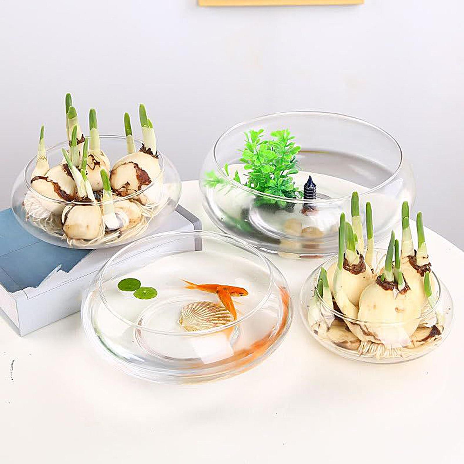 Aquarium Planted - Fish Glass Bowl Glass Large Hydroponics