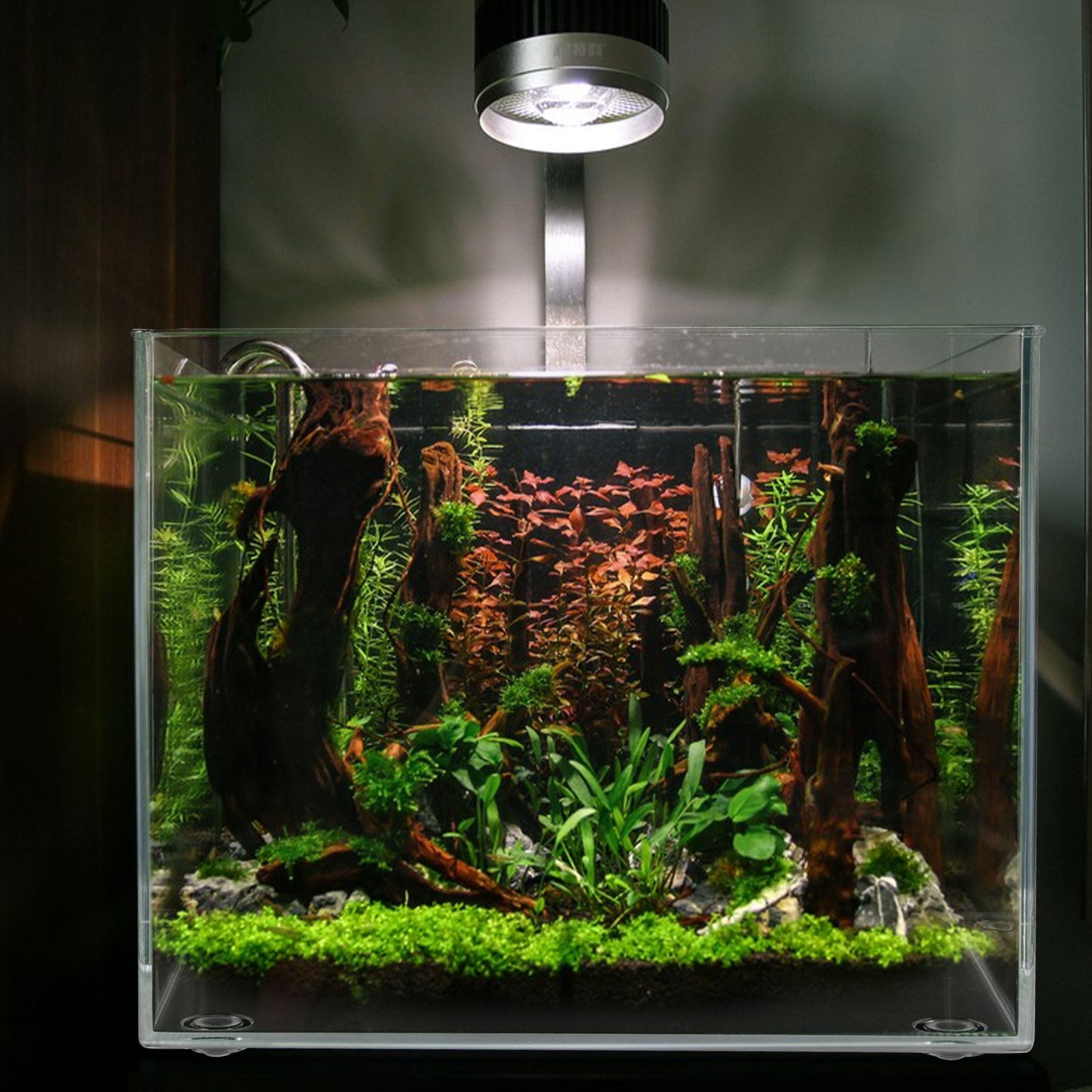 Desktop Mini Aquarium for Bett – Planted Aquarium For Goldfish Bewertung und Preis