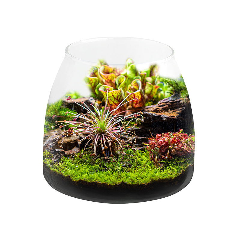 Plant Bottle Fish Tank Accesso – Aquarium Plants For Sale Bewertung und Preis