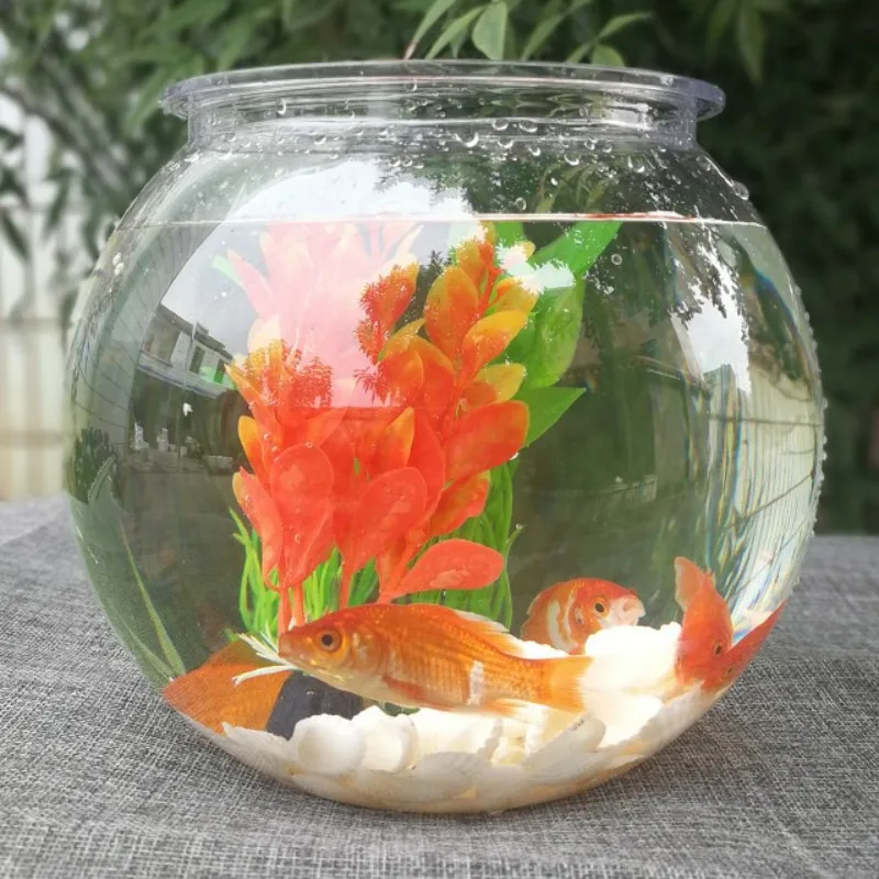 Goldfish bowl desktop transpar – Planted Aquarium For Goldfish Bewertung und Preis
