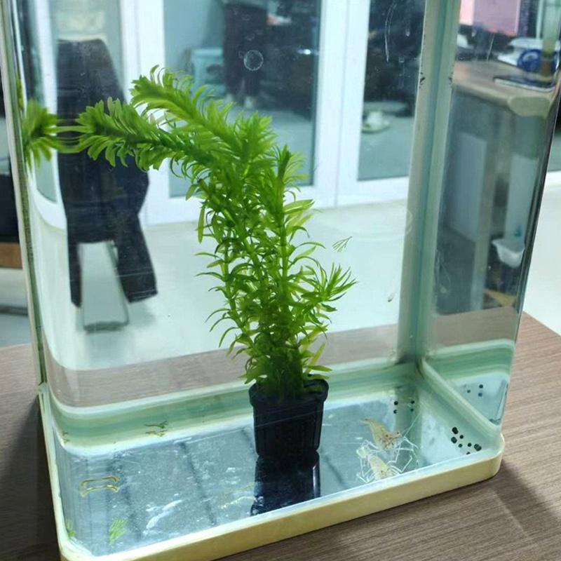 4Pcs Pet Fish Tank Landscaping – Aquarium Planted Bewertung und Preis