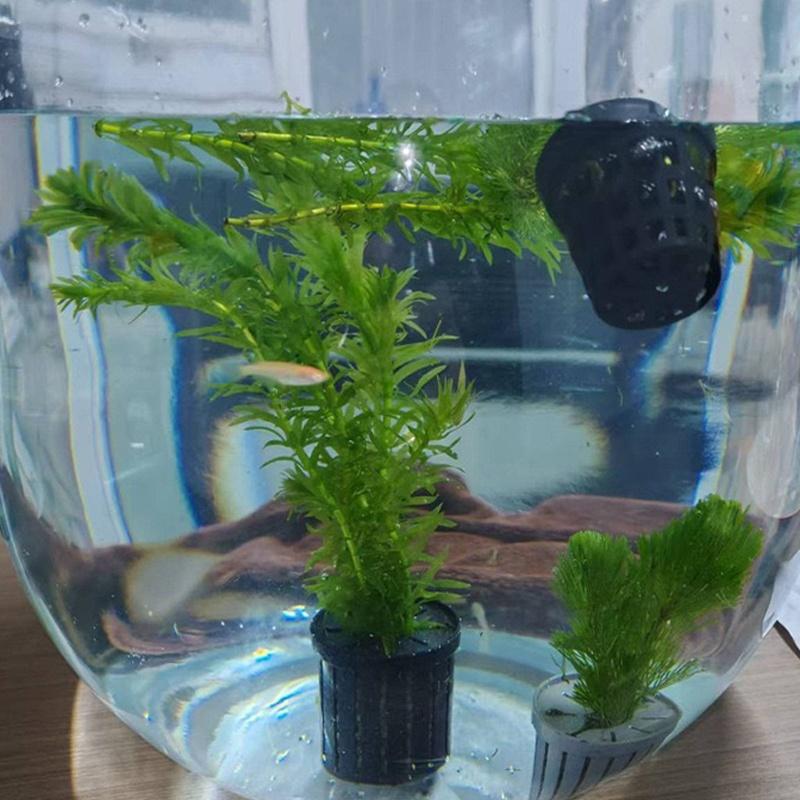 4Pcs Pet Fish Tank Landscaping – Aquarium Planted Bewertung und Preis