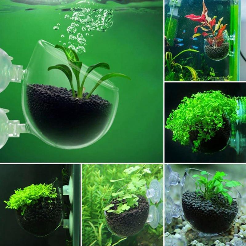 Aquarium Plant Pot Glass Cylin – Aquarium Plant Seeds Bewertung und Preis