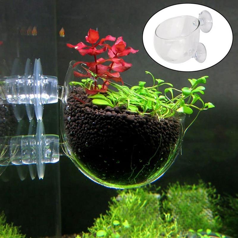 Acrylic Aquatic Plant Cup Aqua – Aquarium Plant Seeds Bewertung und Preis