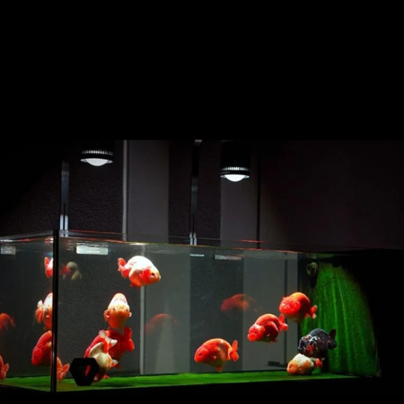 MAYIN Super Colour 100W Freshw – Planted Aquarium For Goldfish Bewertung und Preis