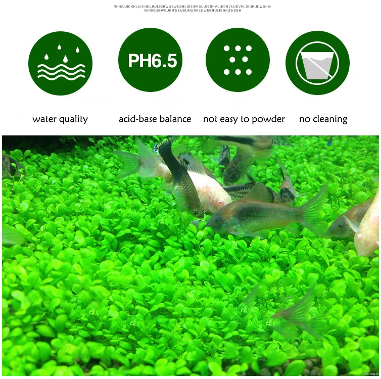 Fish Tank Water Grass Mud Plan – Aquarium Plant Seeds Bewertung und Preis