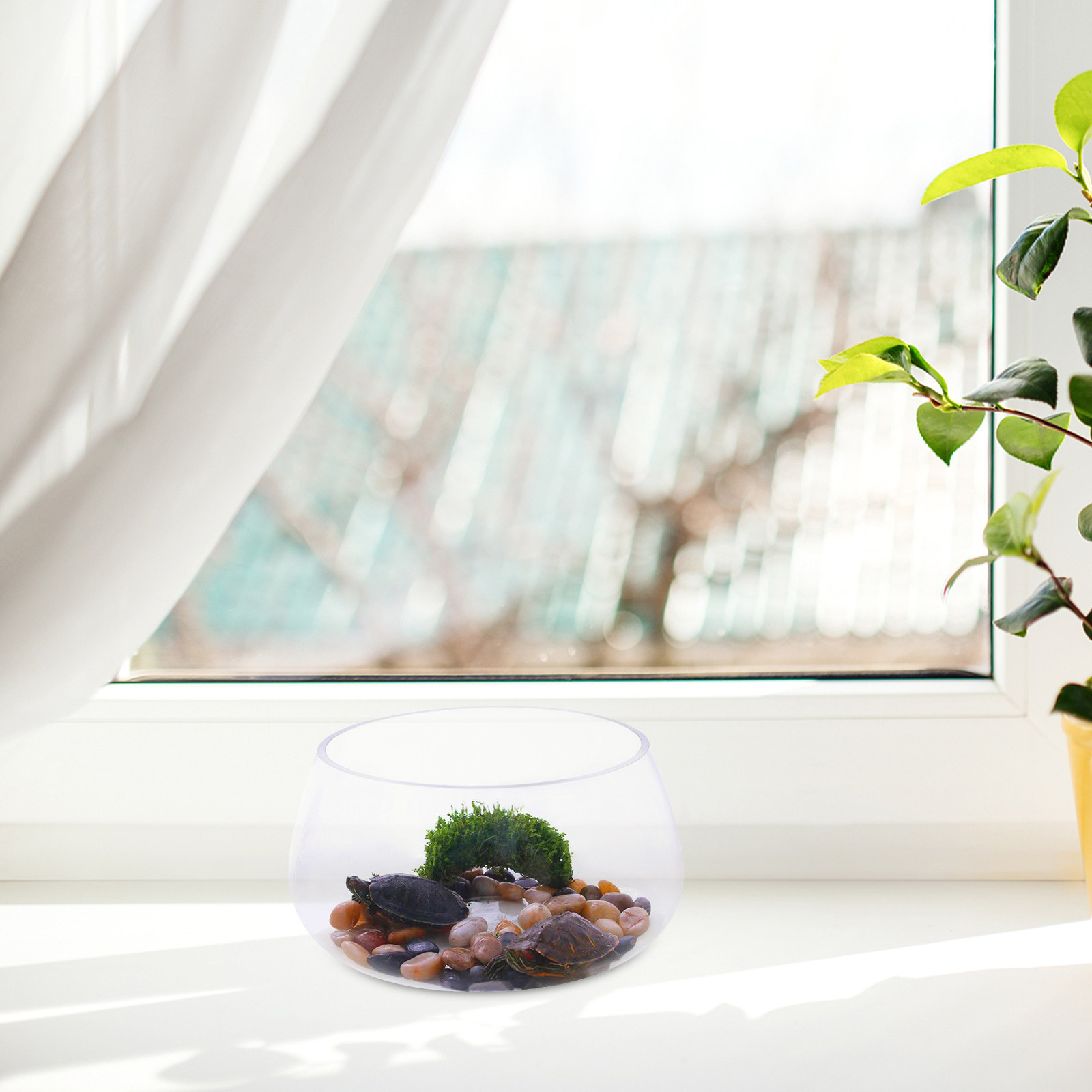 Round Mini Aquarium Tank Clear – Planted Aquarium For Goldfish Bewertung und Preis
