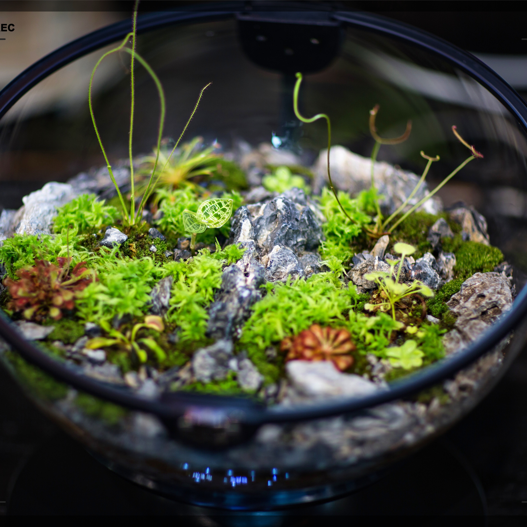 Hot Sales Acrylic Material  Ba – Aquarium Plants For Sale Bewertung und Preis