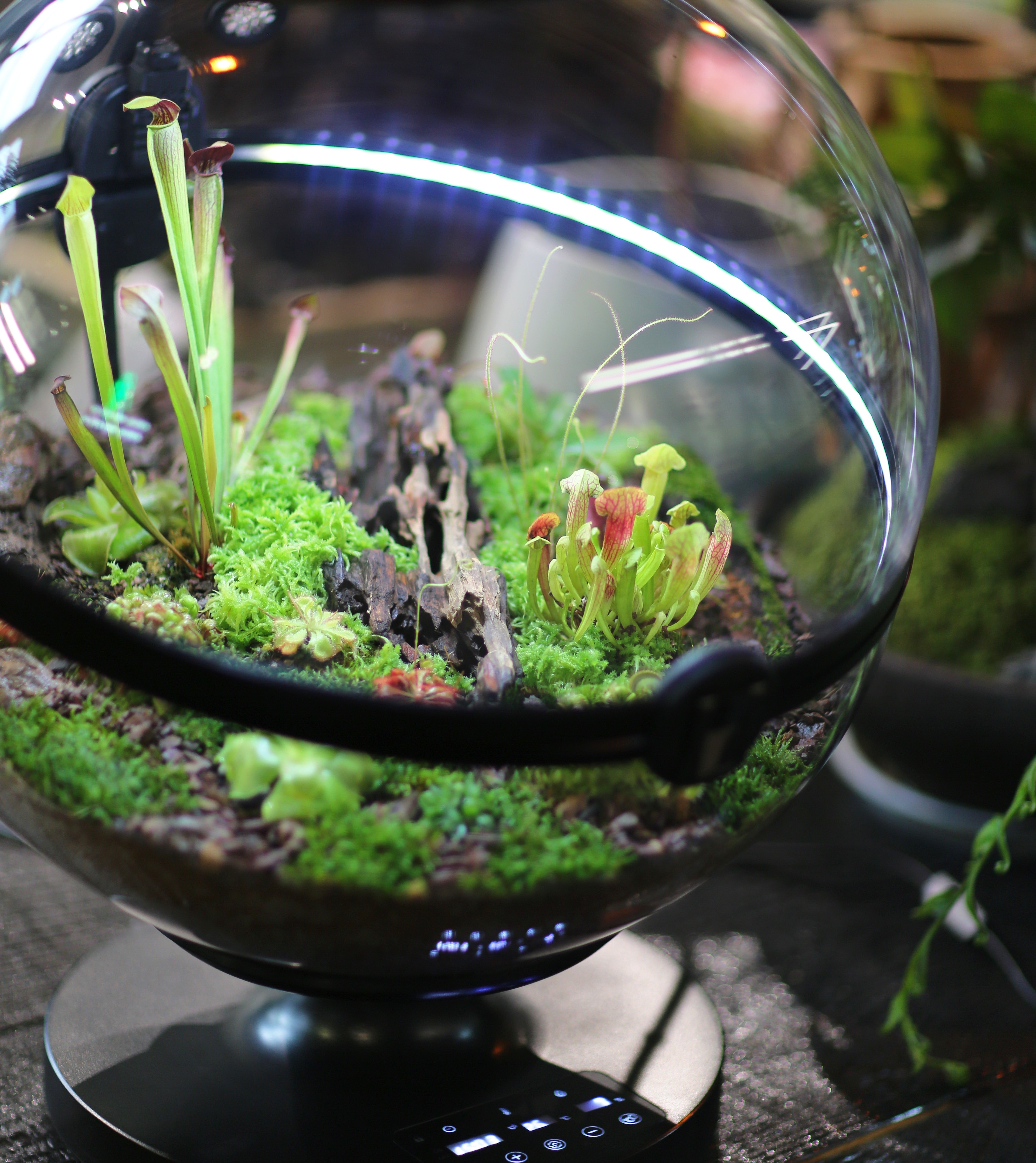 Hot Sales Acrylic Material  Ba – Aquarium Plants For Sale Bewertung und Preis
