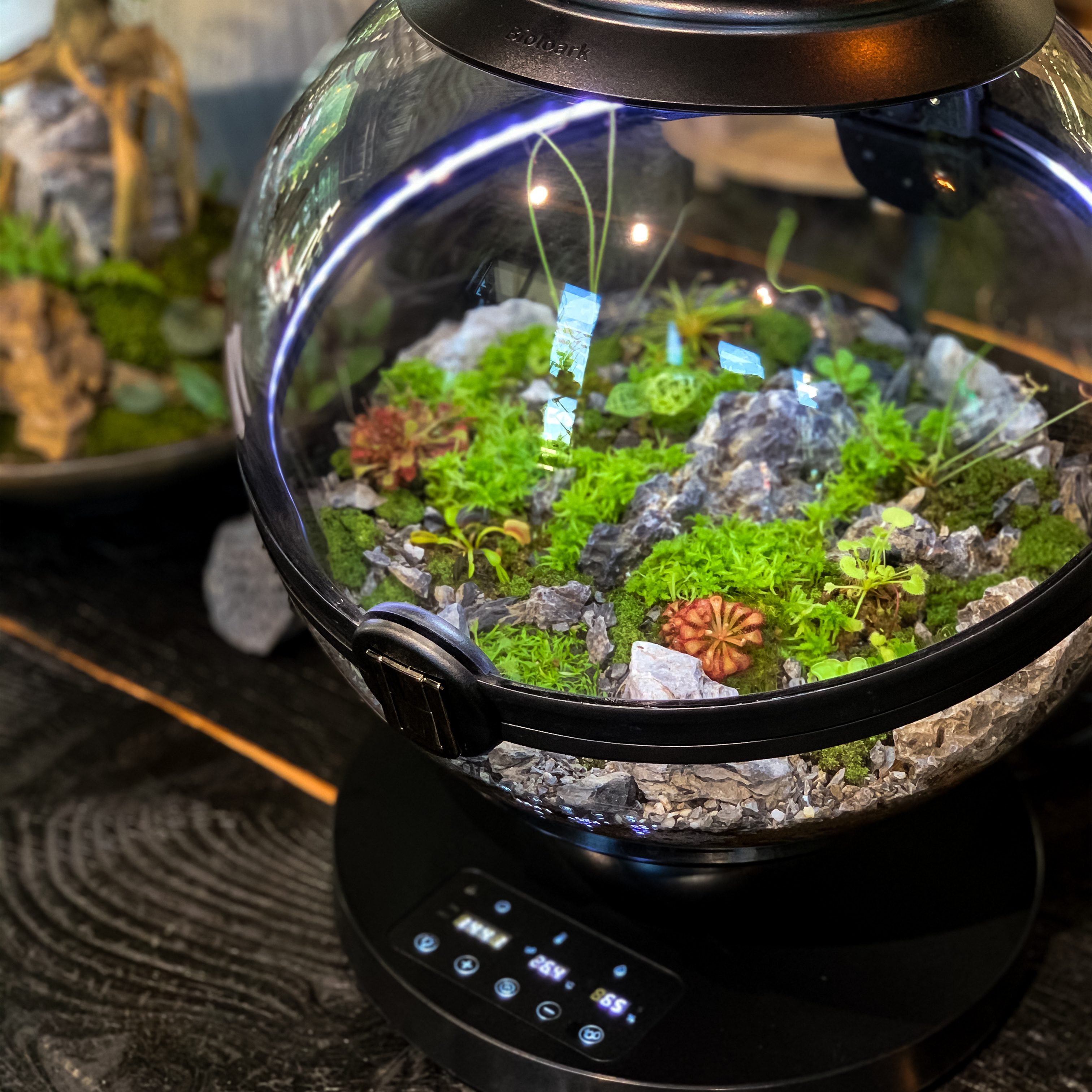 Hot Sales Acrylic Material  Ba – Aquarium Plants For Sale Bewertung und Preis