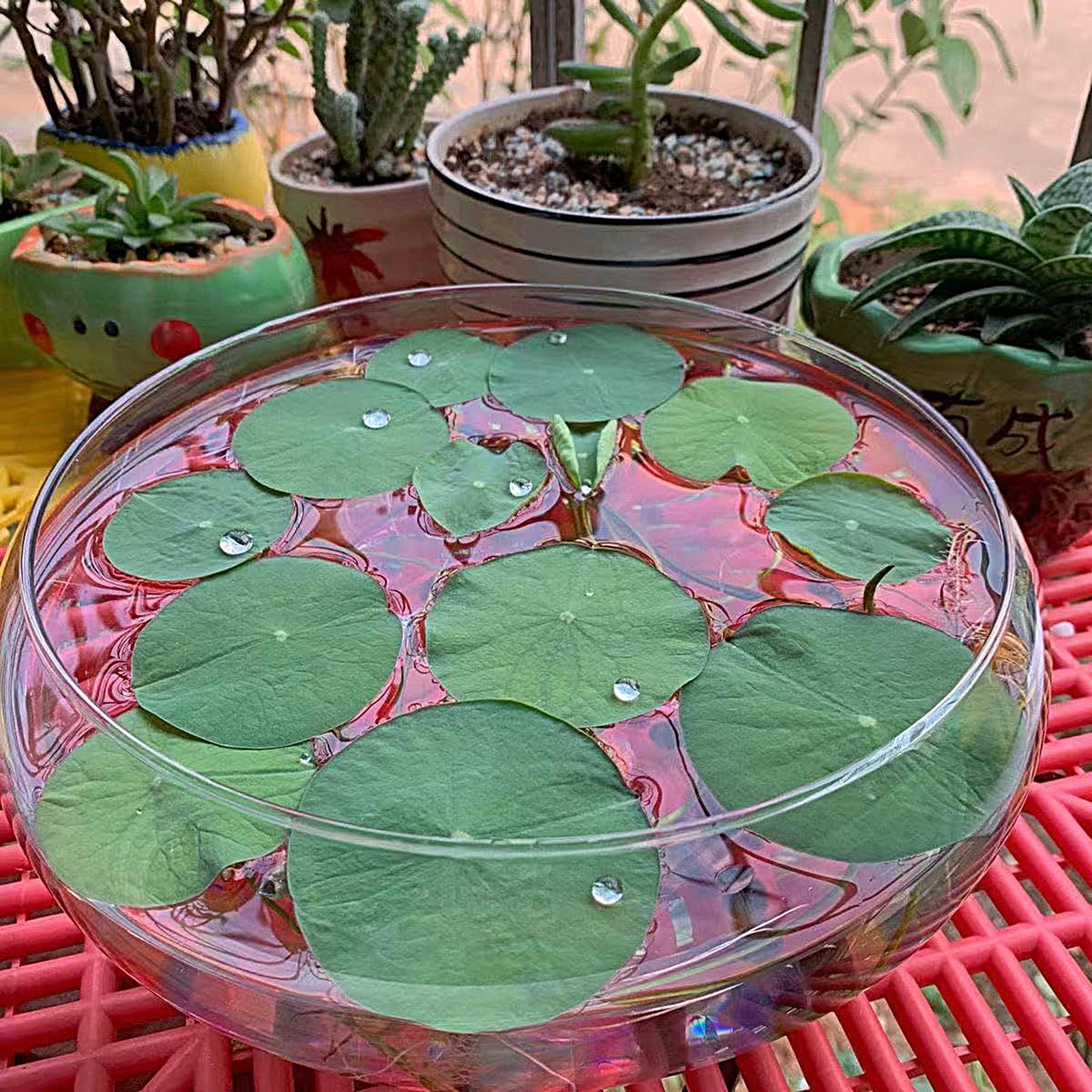 Fish Glass Bowl Glass Large Hy – Aquarium Planted Bewertung und Preis