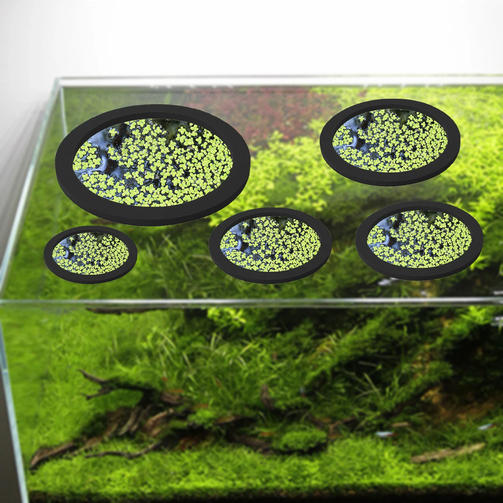 5Pcs EVA Fish Feeding Ring Aqu – Aquarium Planted Bewertung und Preis