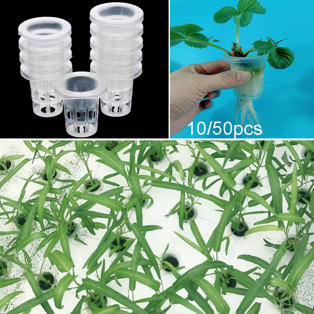 10/50pcs Garden Supplies Aquar – Aquarium Plant Seeds Bewertung und Preis