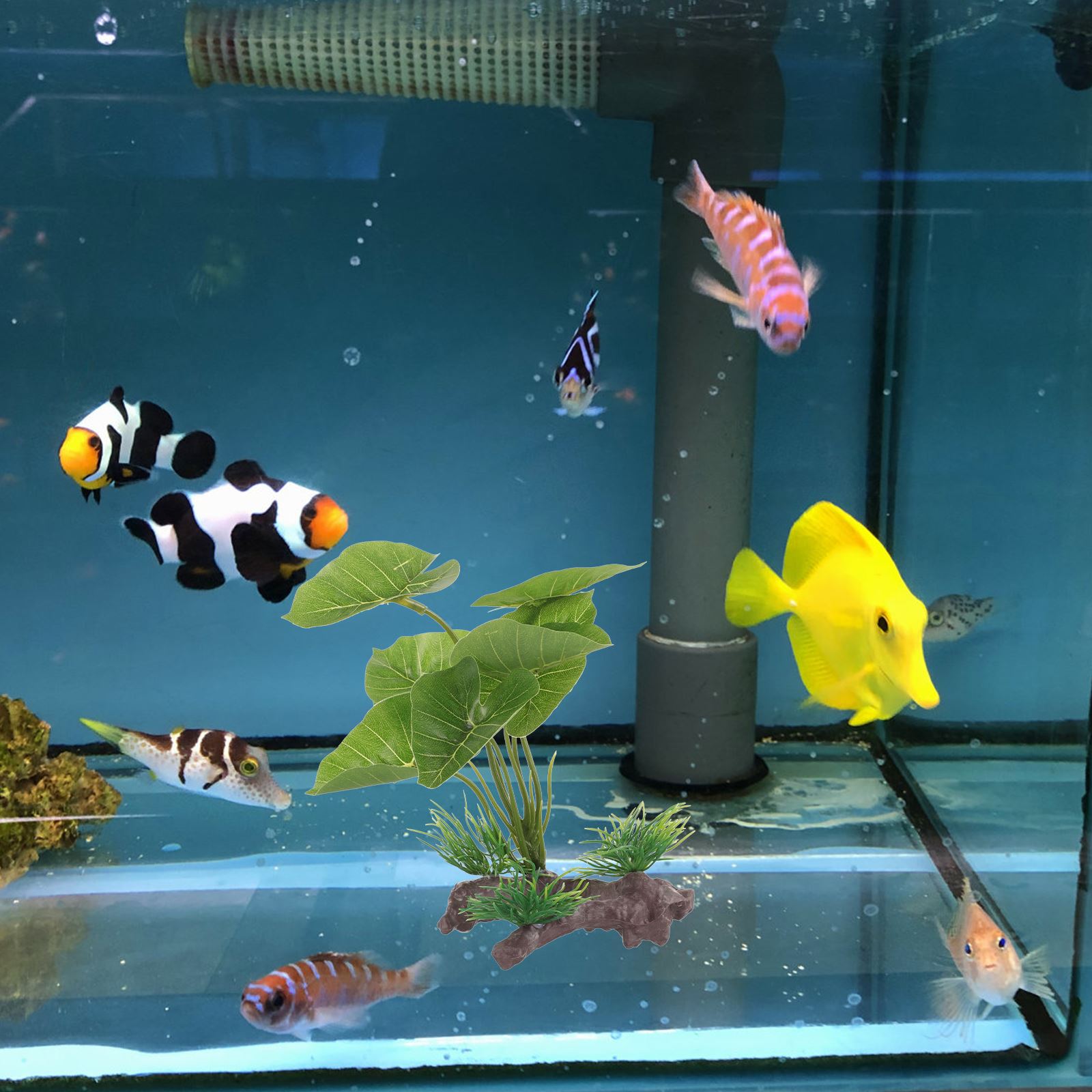 Artificial Underwater Plant Aq – Aquarium Plant Seeds Bewertung und Preis
