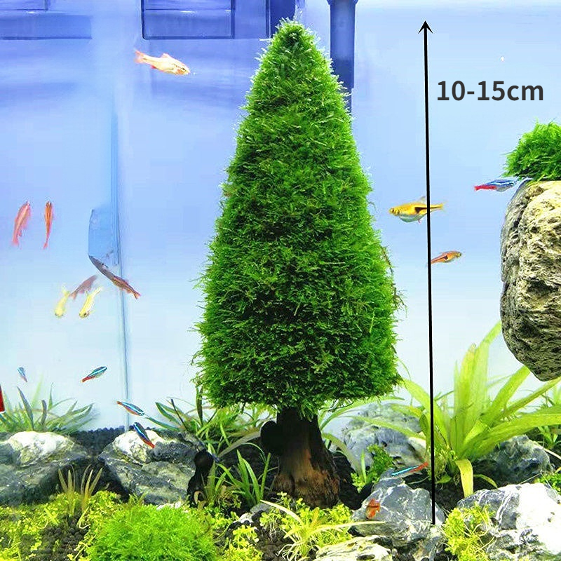 Aquarium Decoration Aquatic Pl – Aquarium Plant Seeds Bewertung und Preis