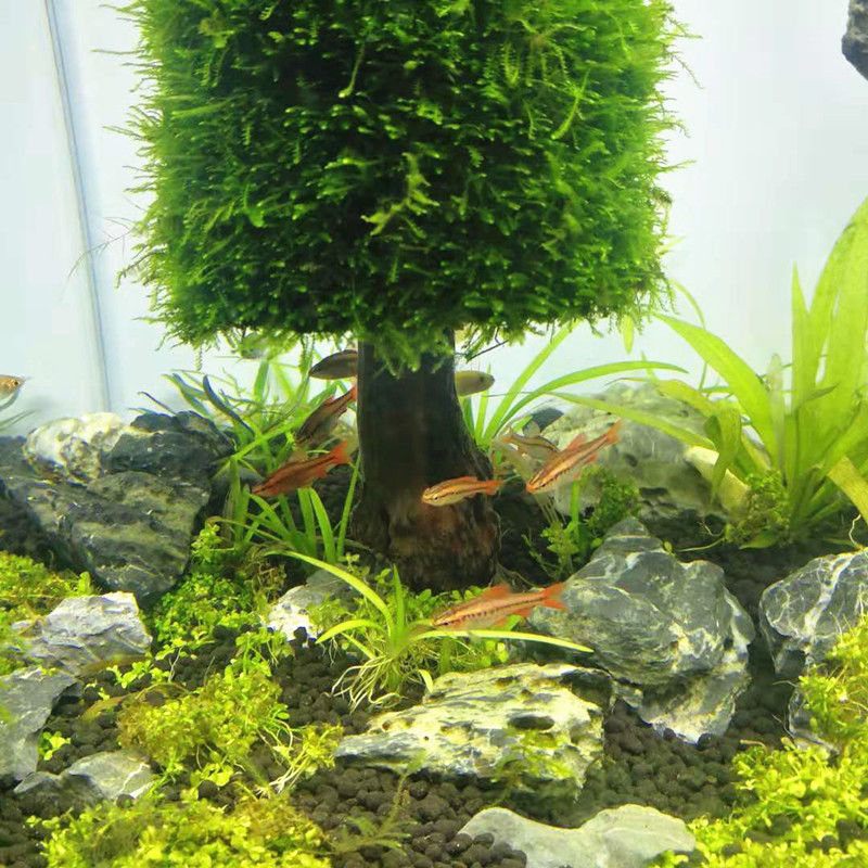 Aquarium Decoration Aquatic Pl – Aquarium Plant Seeds Bewertung und Preis