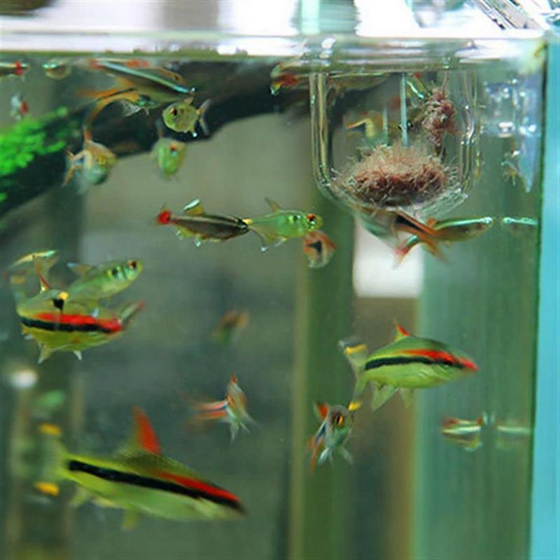 Fish Tank Decoration Accessory – Aquarium Plant Seeds Bewertung und Preis