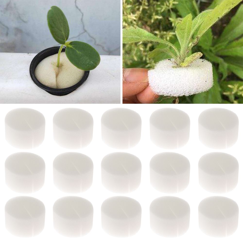 10/50pcs Durable Planting Aqua – Aquarium Plant Seeds Bewertung und Preis