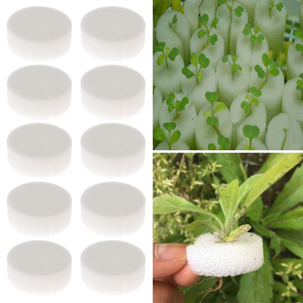 10/50pcs Durable Planting Aqua – Aquarium Plant Seeds Bewertung und Preis