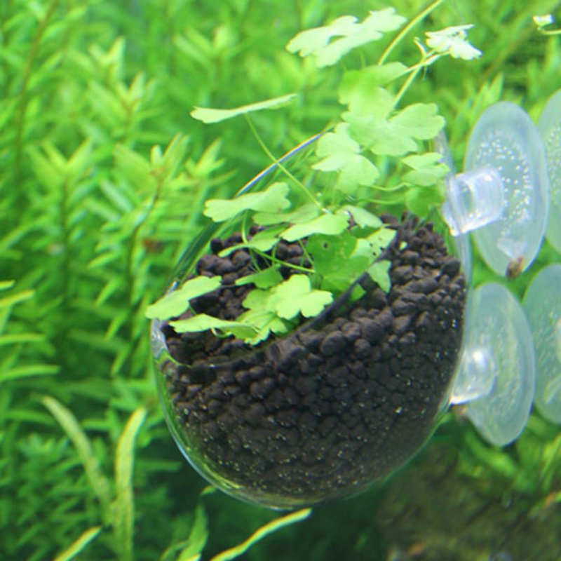 Aquarium Hanging Plant Pot Gla – Aquarium Plant Seeds Bewertung und Preis