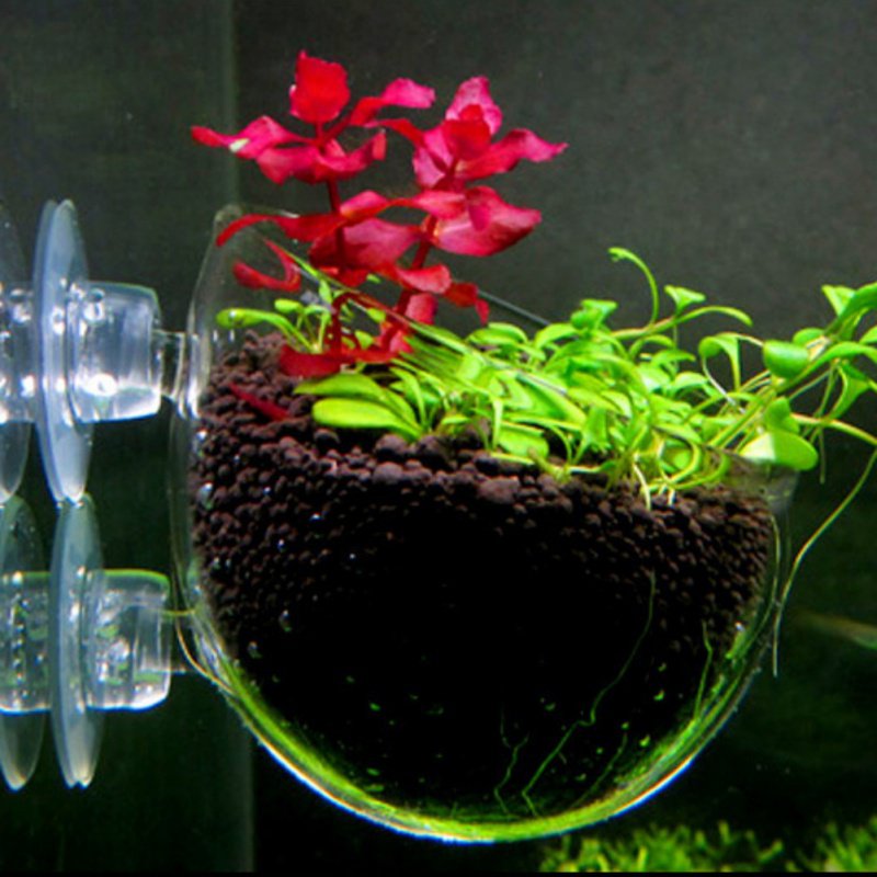 Aquarium Hanging Plant Pot Gla – Aquarium Plant Seeds Bewertung und Preis