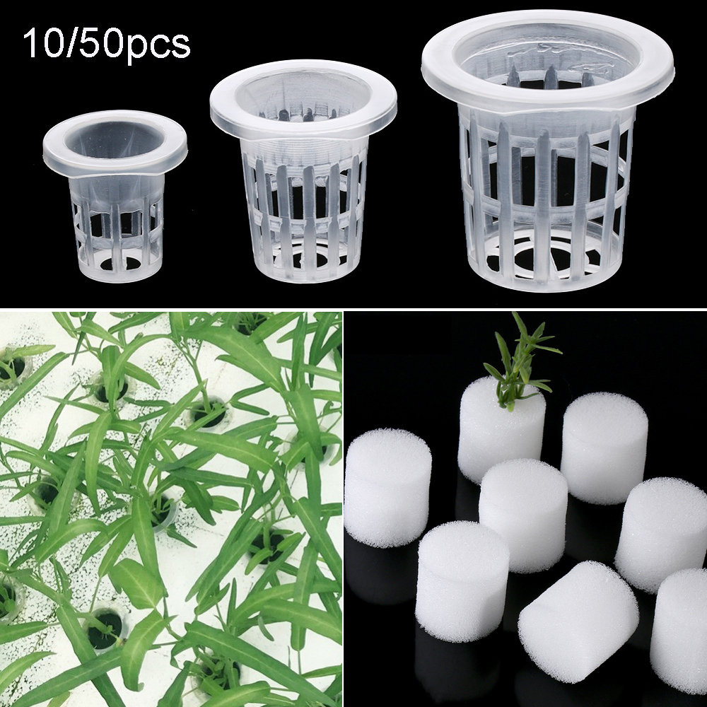 10/50pcs Garden Supplies Plant – Aquarium Plant Seeds Bewertung und Preis
