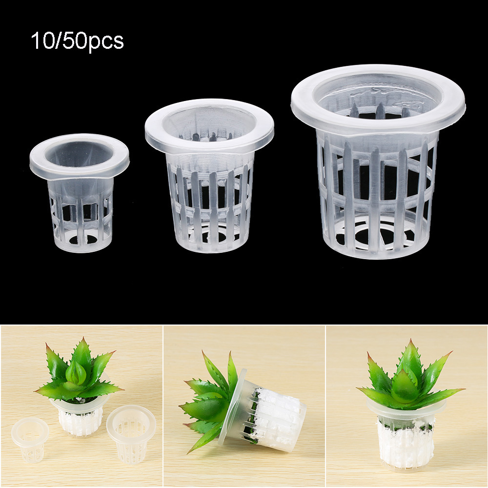 10/50pcs Garden Supplies Plant – Aquarium Plant Seeds Bewertung und Preis